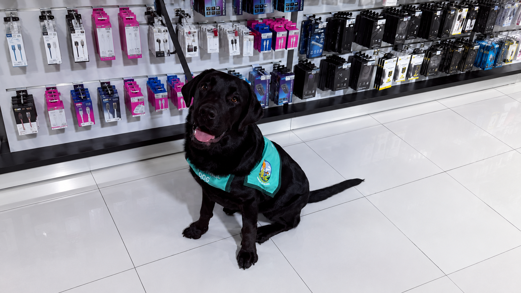 Assistance dog, our team is ready to help